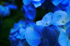 紙の花