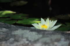 一輪の花