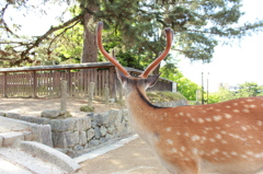鹿のたくましさ