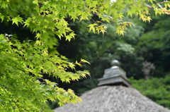 緑爽やかに