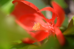 ボケの花のボケ具合？