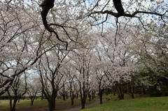 平塚市民公園