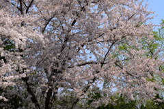 満開