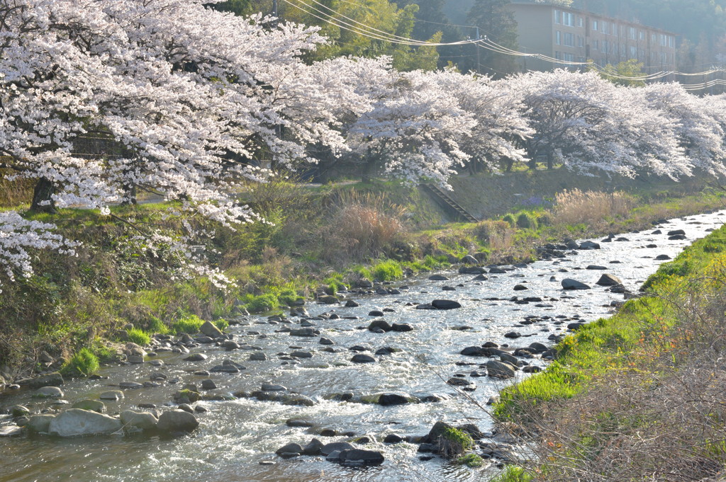 桜並木夕照