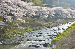 桜並木夕照
