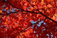 紅葉あかあかと