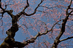 枝垂れ桜