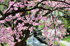 川ベリの桜