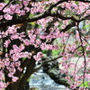 川ベリの桜