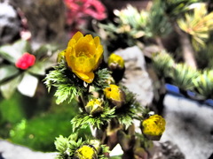 春の訪れ