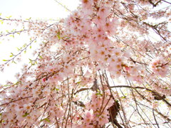 春色。