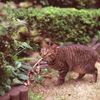 狩り