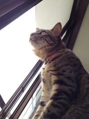 集中