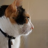 DSC01466
