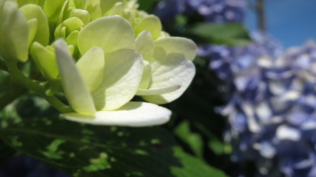 紫陽花