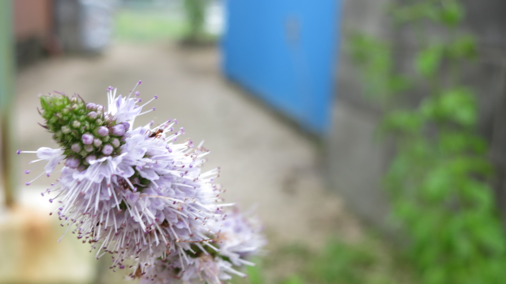 ミントの花