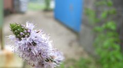 ミントの花