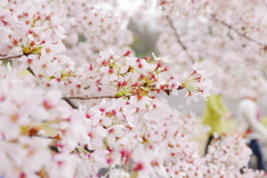 昭和記念公園・桜