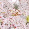 昭和記念公園・桜