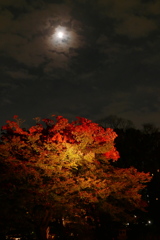 月照らす紅葉の中で
