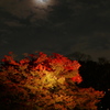 月照らす紅葉の中で