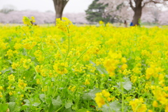 昭和記念公園・菜の花