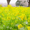昭和記念公園・菜の花