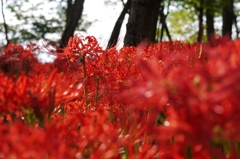 彼岸の花絨毯