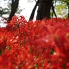 彼岸の花絨毯