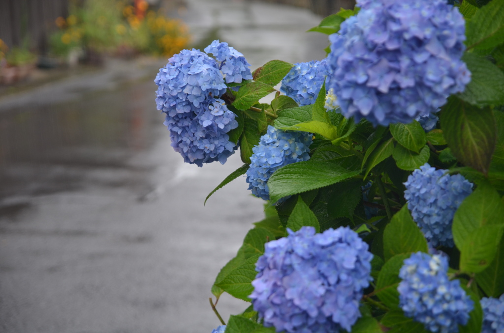雨の日の紫陽花