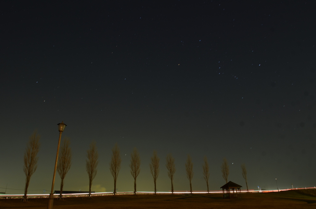 ポプラ並木と夜空