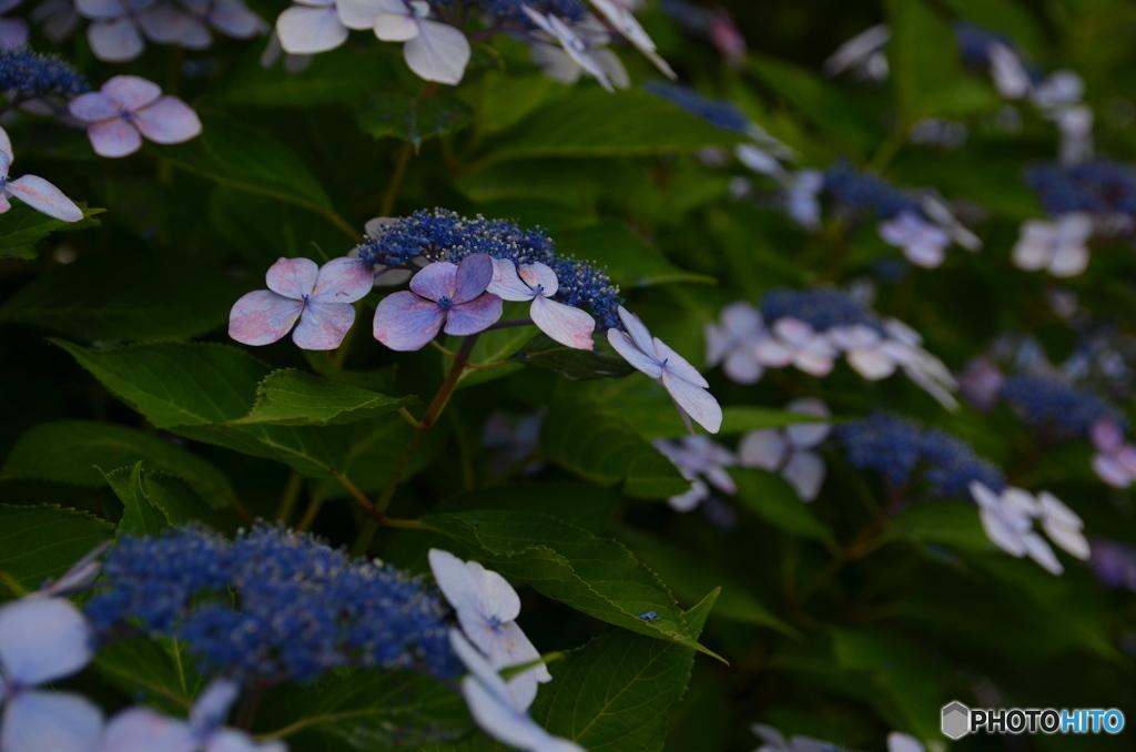 紫陽花