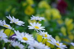 庭の花