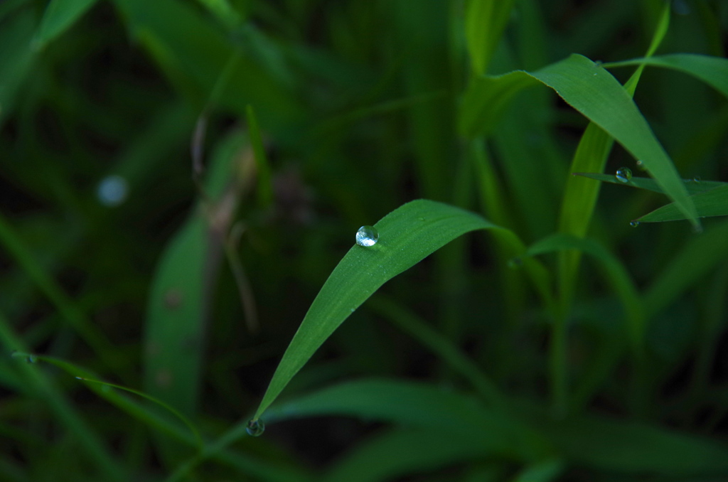 水玉のギフト