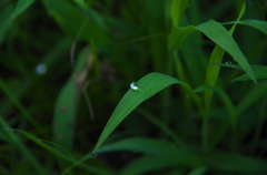 水玉のギフト