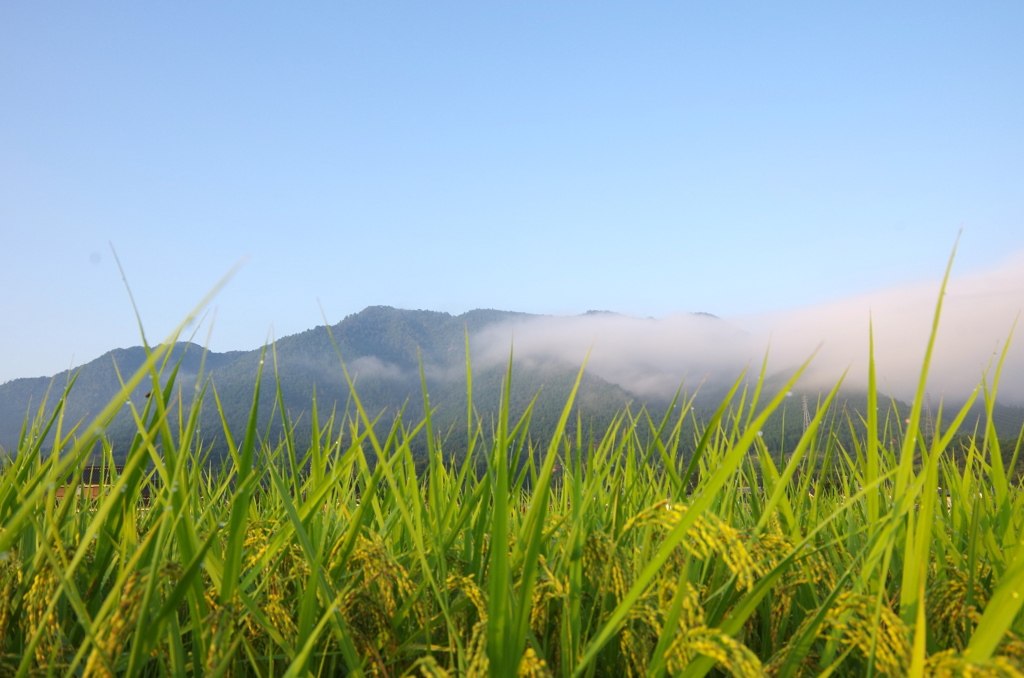 田舎の朝