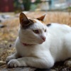 おすまし美人(猫)