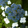 紫陽花のお味はいかが？