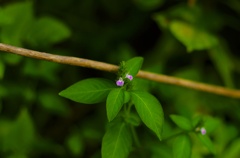 紫色の花