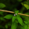 紫色の花