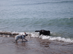 海で戯れる犬たち