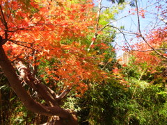 紅葉