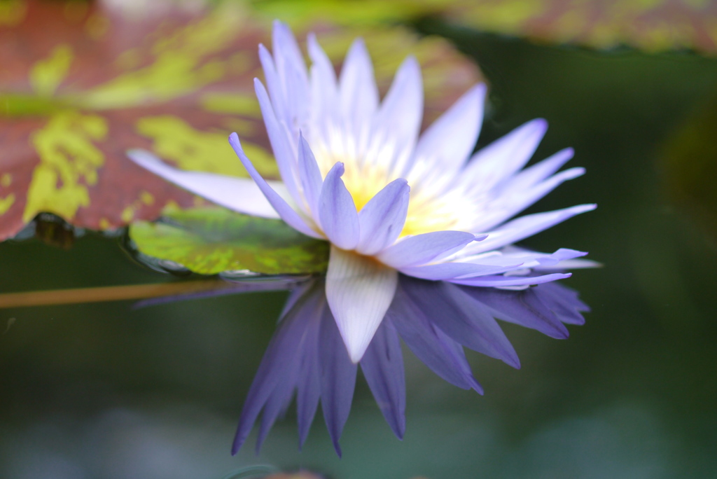 パラレルワールド