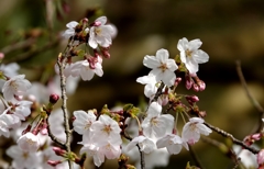 待ち焦がれてた桜咲いた～