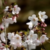 待ち焦がれてた桜咲いた～
