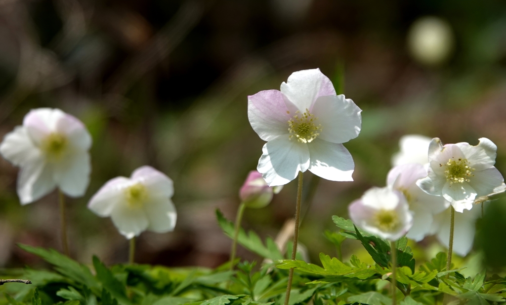 ひと茎にただ一輪咲く