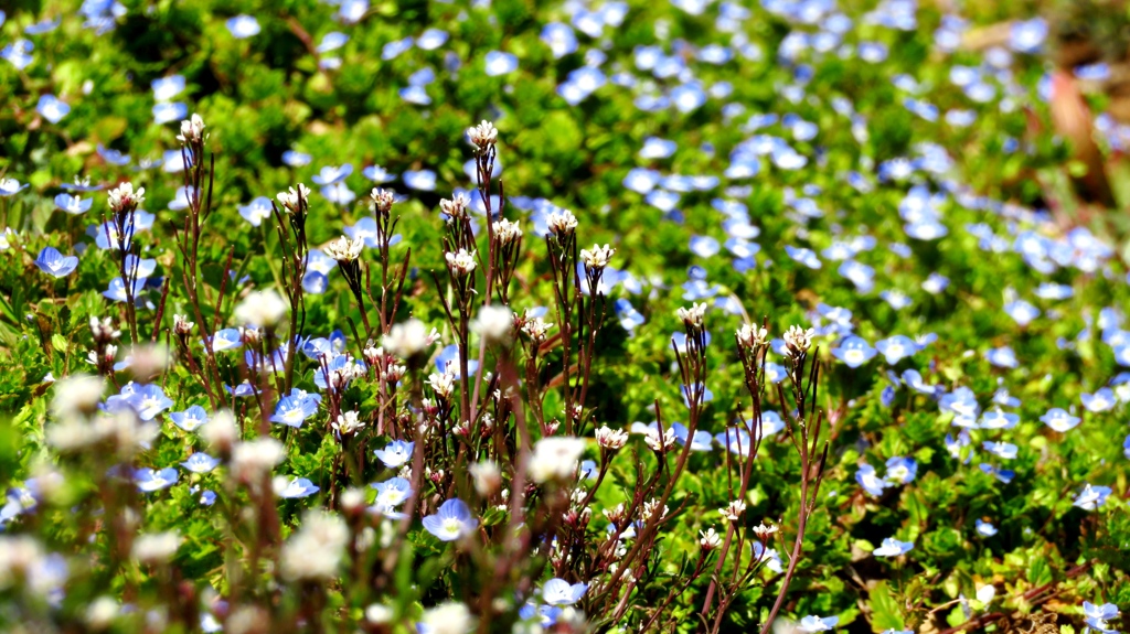 草が萌え花開く春の到来～		