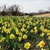 備北丘陵公園の水仙～２