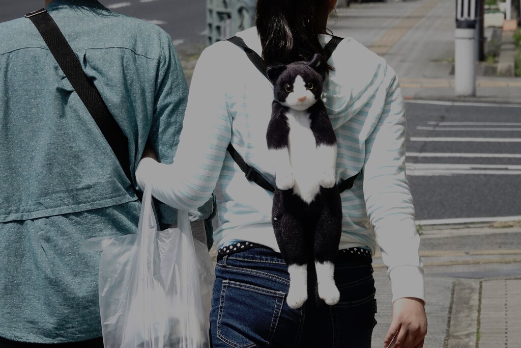 お行儀の良い猫　(*_*;
