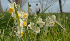 水仙の里・田島